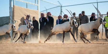 شاهد: إطلاق 66 من ظباء الريم والإدمي و المها الوضيحي وطيور الحبارى في محمية الملك خالد الملكية - الصبح