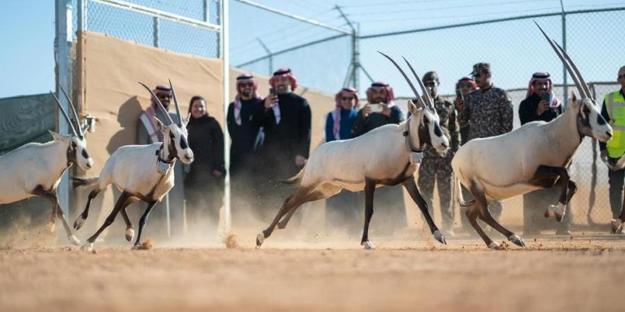 شاهد: إطلاق 66 من ظباء الريم والإدمي و المها الوضيحي وطيور الحبارى في محمية الملك خالد الملكية - الصبح